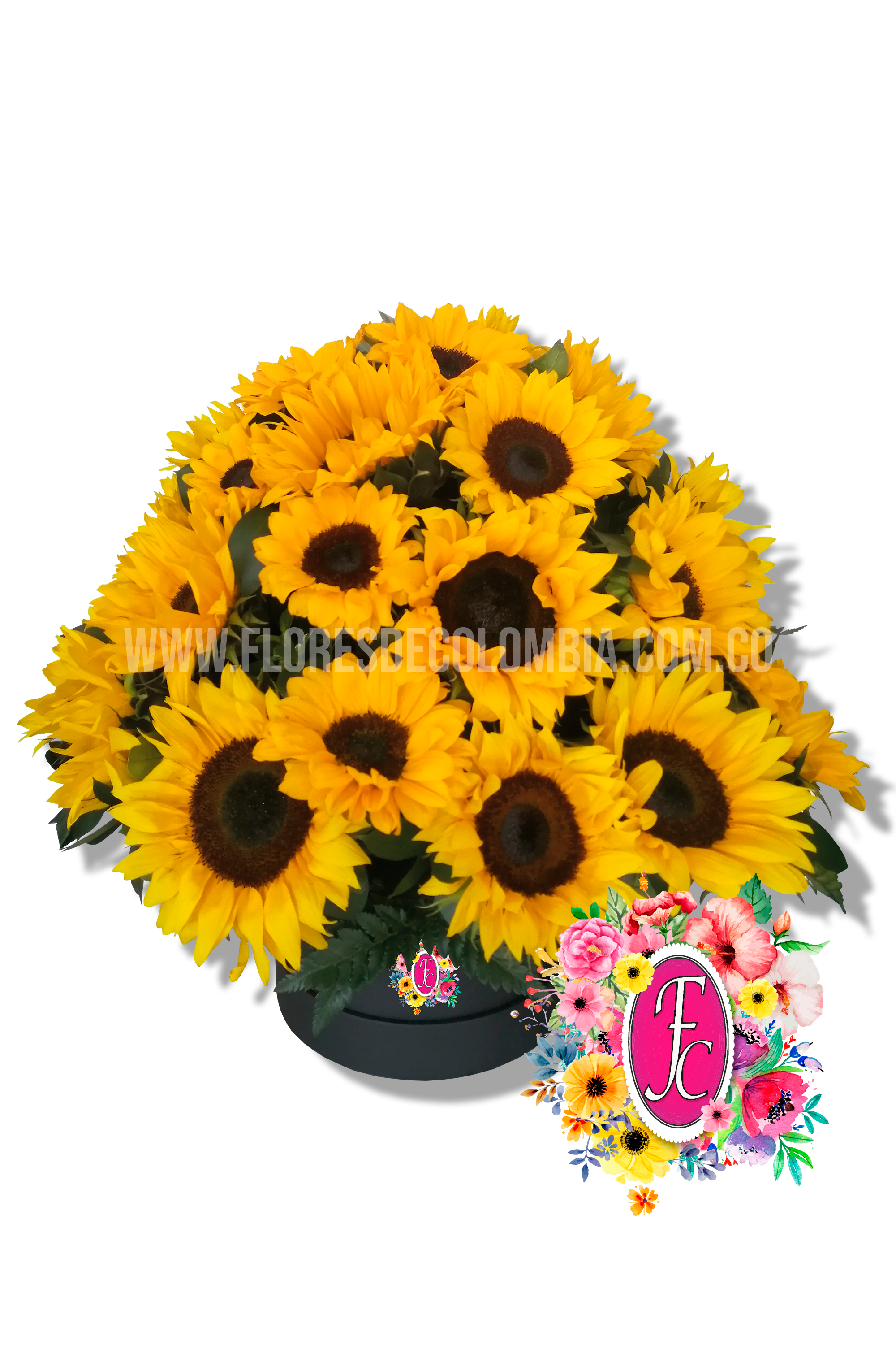 Caja regalo de girasoles - Flores de Colombia